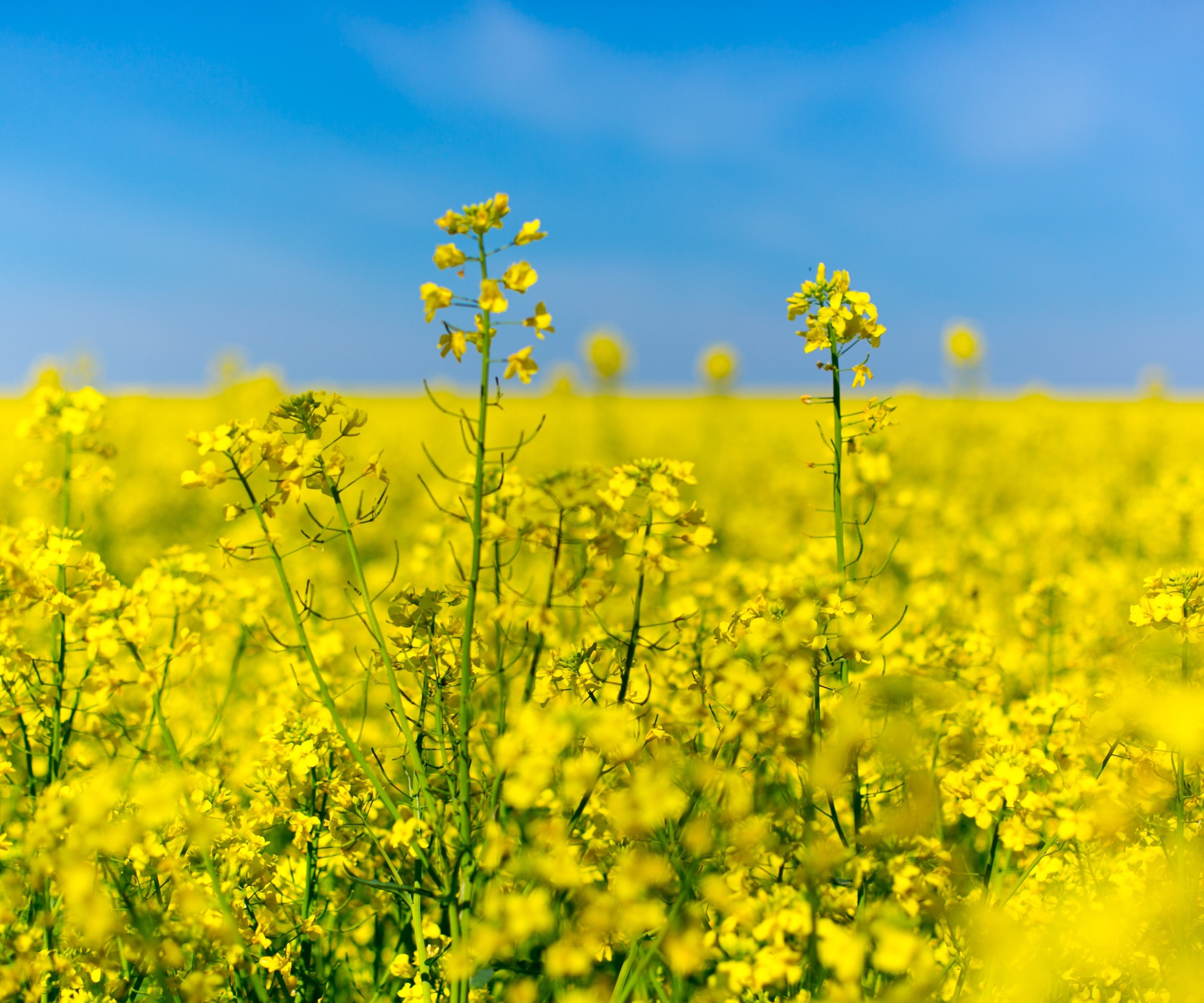 Fleurs de colza